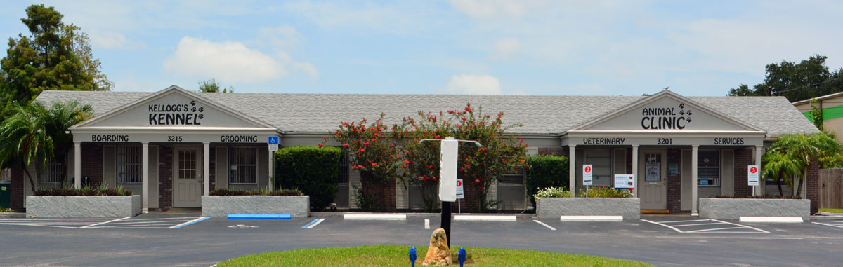 Dog Cat Boarding Kennel St Pete